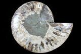 Agatized Ammonite Fossil (Half) - Madagascar #79726-1